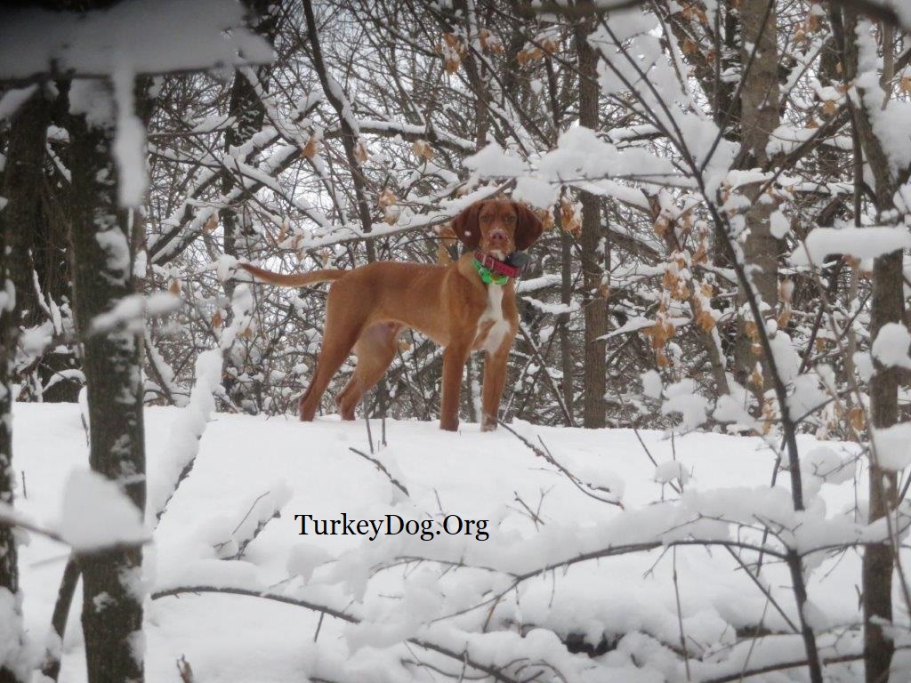 Hunting turkeys is best with a dog.
