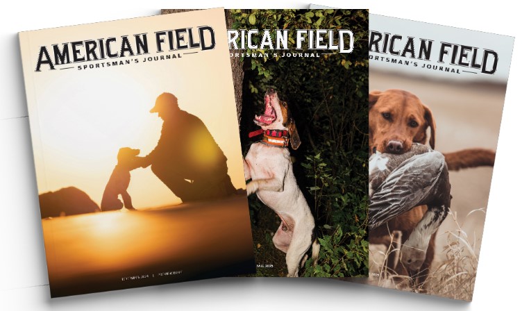 american field sportsman's journal