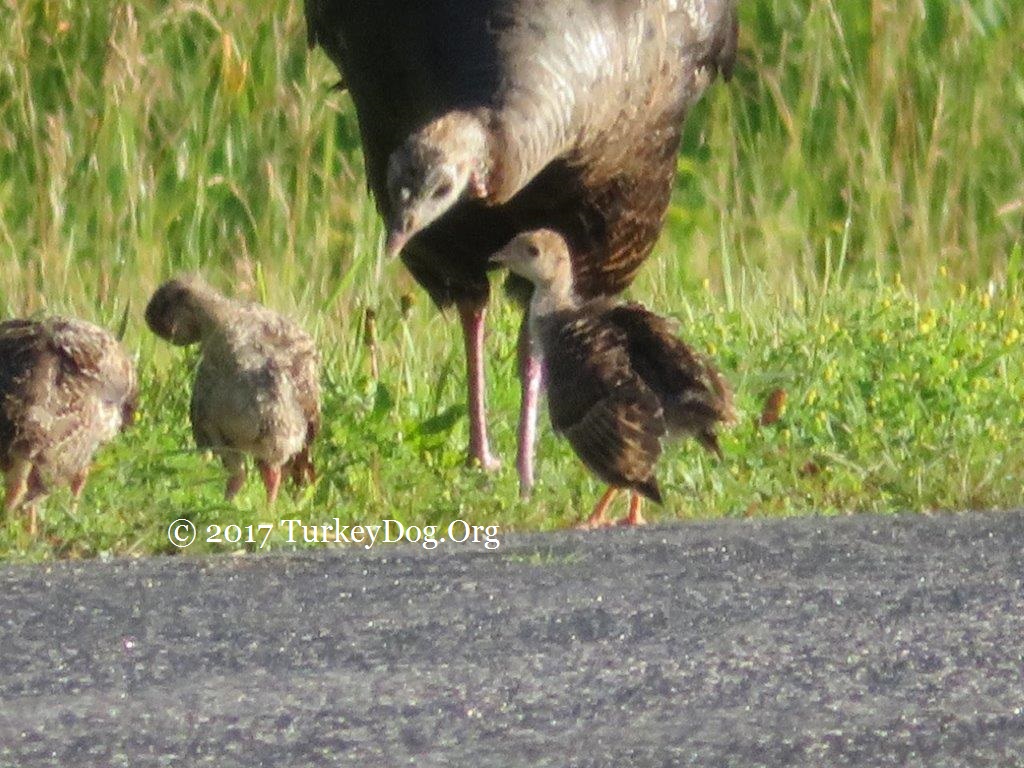 Hen turkey listens to her little ones.