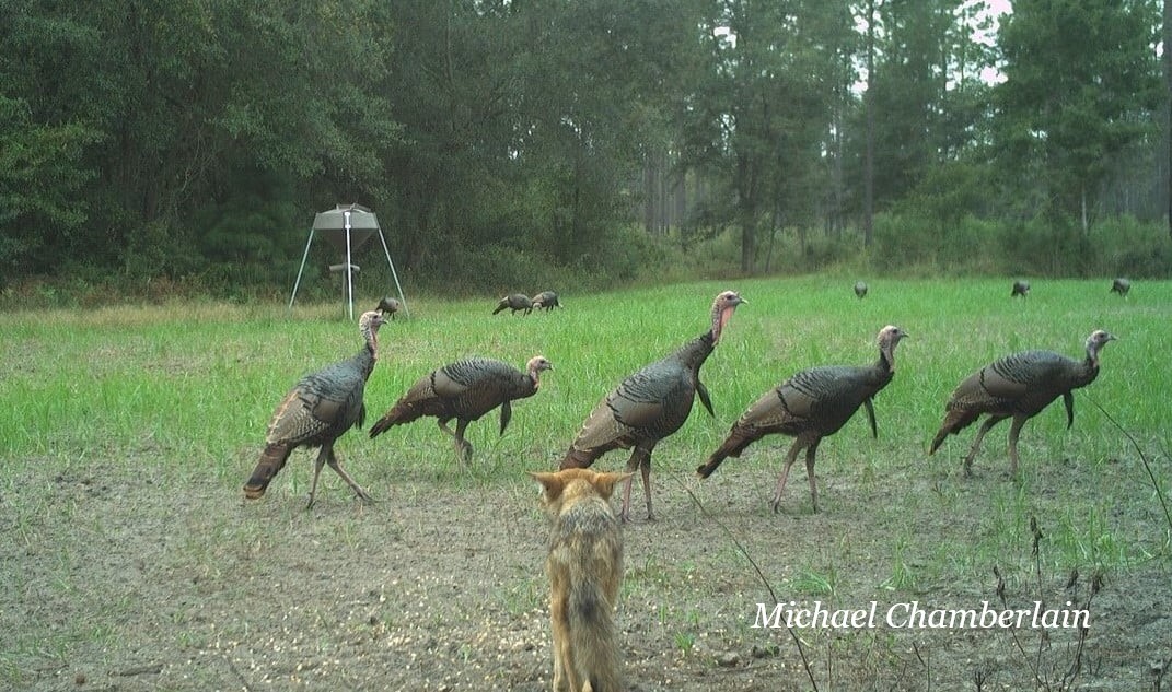 Coyotes can't catch Wild Turkeys